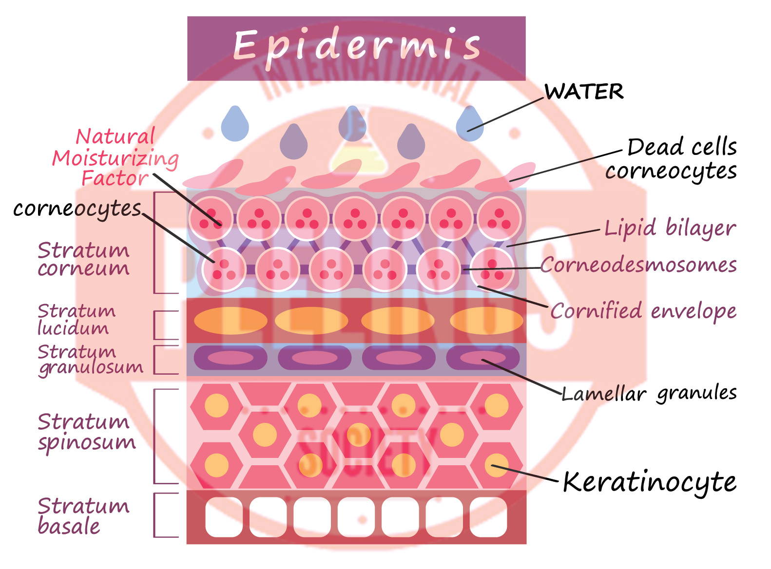 Illustration der Kernwissenschaft